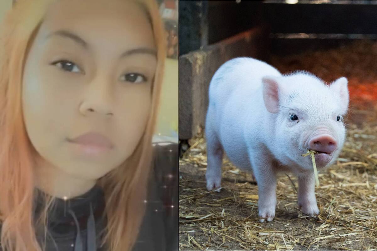 Una joven compró un minicerdo y el animal, con el tiempo, creció hasta alcanzar un gran tamaño