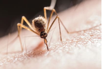 Una joven contó un secreto infalible para evitar las picaduras de mosquitos y se volvió viral