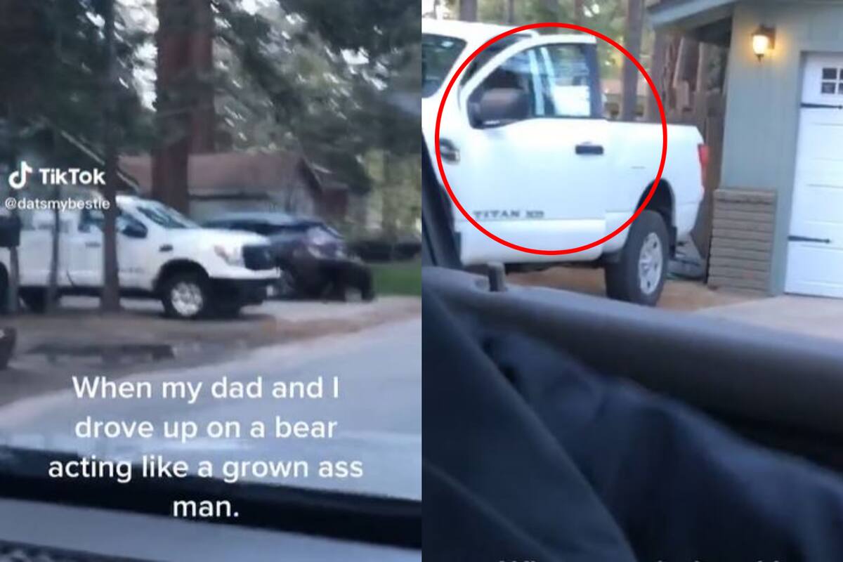 Una joven logró captar el momento en que el oso subió a la camioneta de uno de sus vecinos