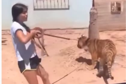 Una joven mexicana sacó a pasear a su tigre de Bengala