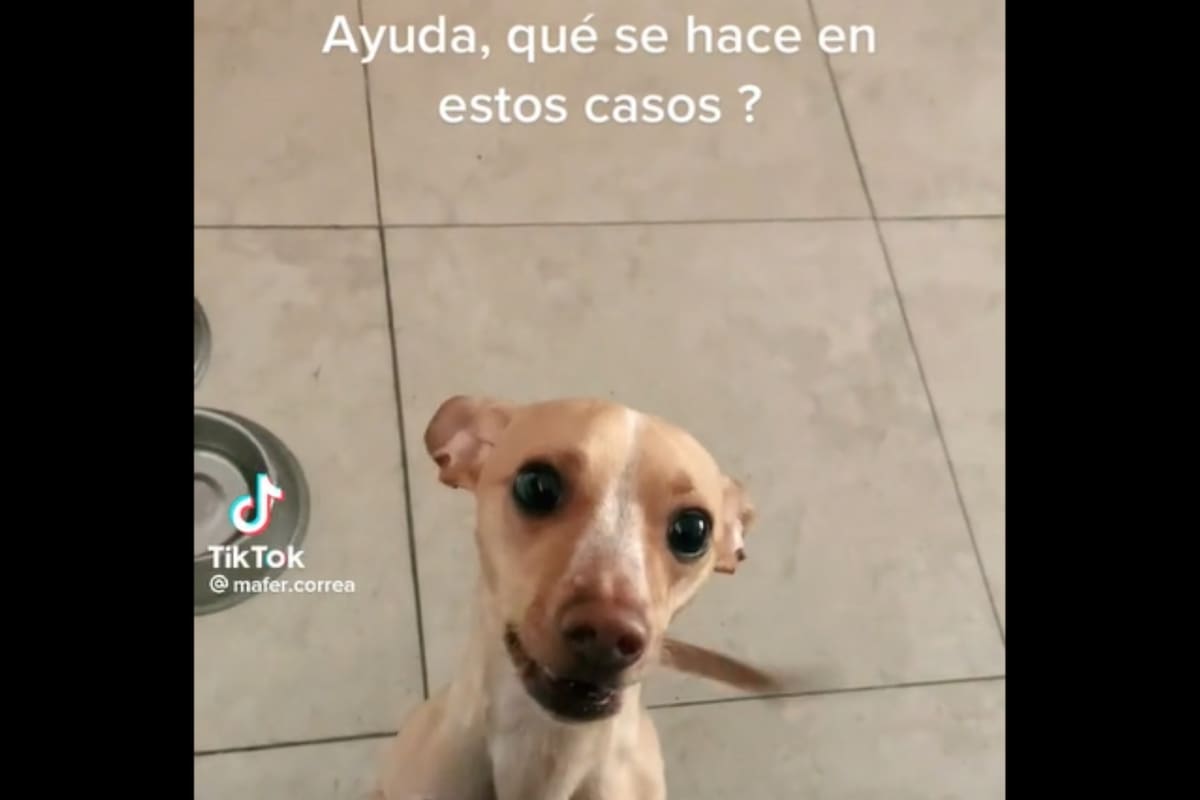 Una joven pidió ayuda luego que su perra destrozara una entrada (Captura video)