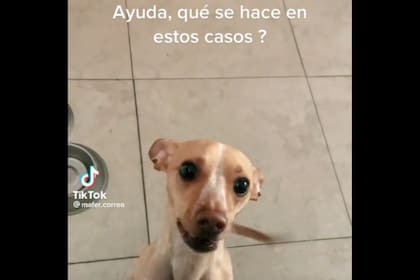 Una joven pidió ayuda luego que su perra destrozara una entrada (Captura video)