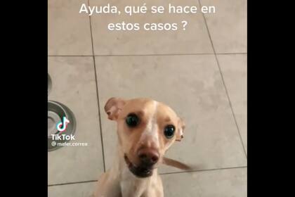 Una joven pidió ayuda luego que su perra destrozara una entrada (Captura video)