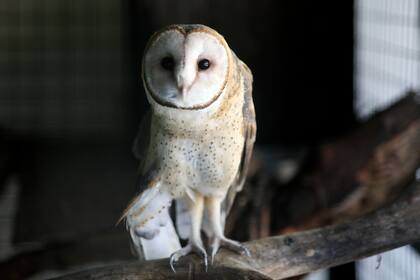 Una lechuza es rehabilitada en el Centro de Rescate de la Fundación Temaikèn