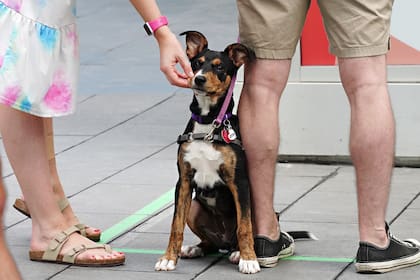 Una ley podría obligar a los alemanes a pasear a sus perros dos veces al día