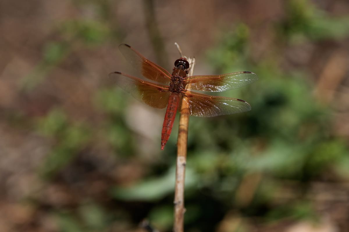 Una libélula descansa sobre una planta en el Lake Merritt Dragonfly Habitat Garden en Oakland, Calif