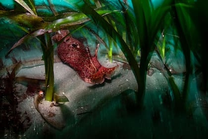 Una liebre de mar de color marrón rojizo y moteada descansa sobre el lecho marino arenoso, rodeada de algas verdes