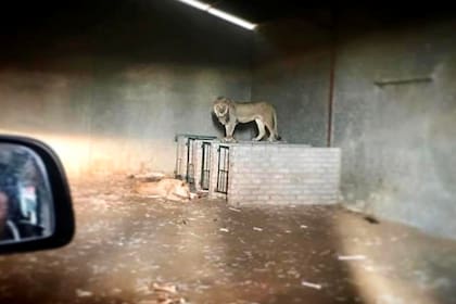 La cacerías enjauladas es un servicio en el que el cazador dispone de todos los medios para atrapar a su presa, que no tiene ninguna opción de escapar