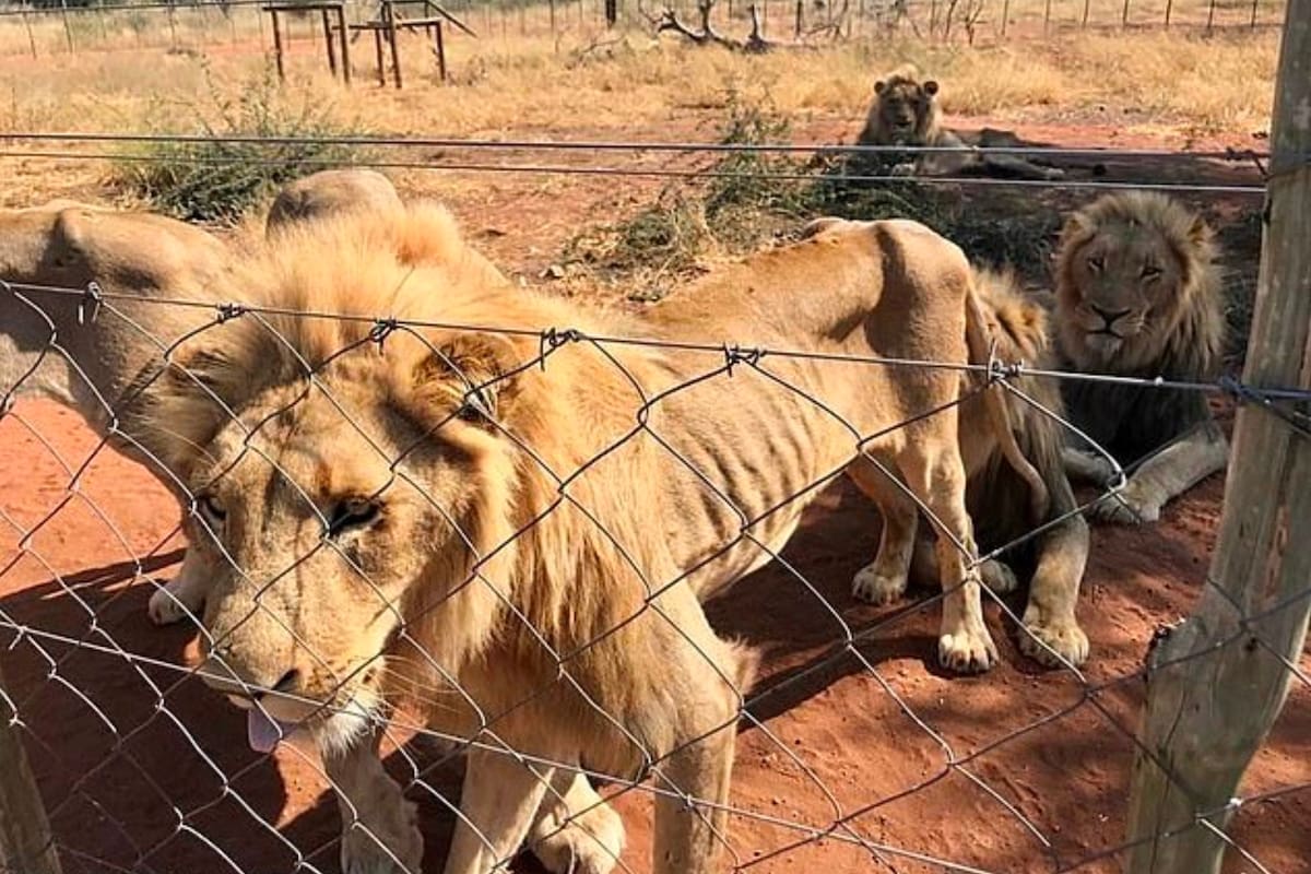 Una manada de 10 leones fue liberada de su cautiverio clandestino, cuyo objetivo era criarlos para luego ser cazados por turistas dispuestos a pagar por ello