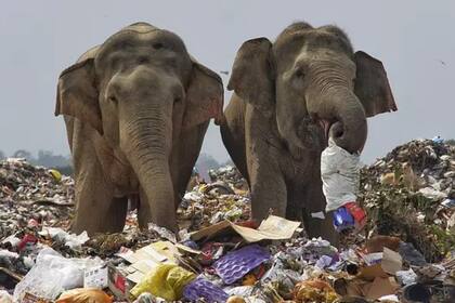 Una manada de elefantes apareció en un basural