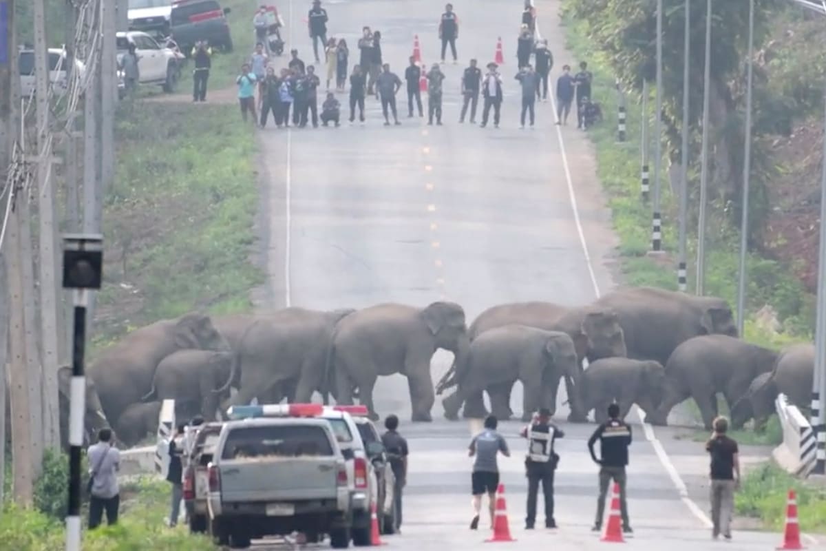 Una manada de elefantes paralizó el trafico por unos minutos en Tailandia (Viral Press).