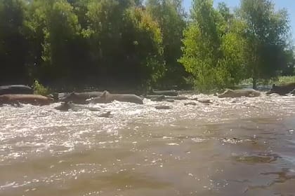 Una manada de jabalíes mientras atraviesa un río en una región de la provincia de Entre Ríos