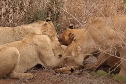 Una manada de leonas, tras perseguir a unos antílopes, logran capturar a uno de ellos.