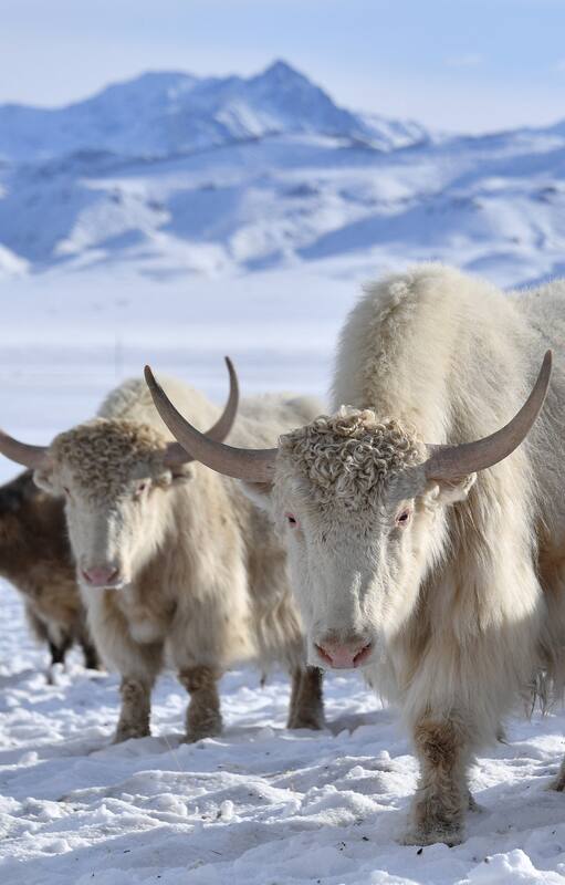 Una manada de yaks blancos pasta a 3.000 metros de altitud en las remotas montañas de Kirguistán