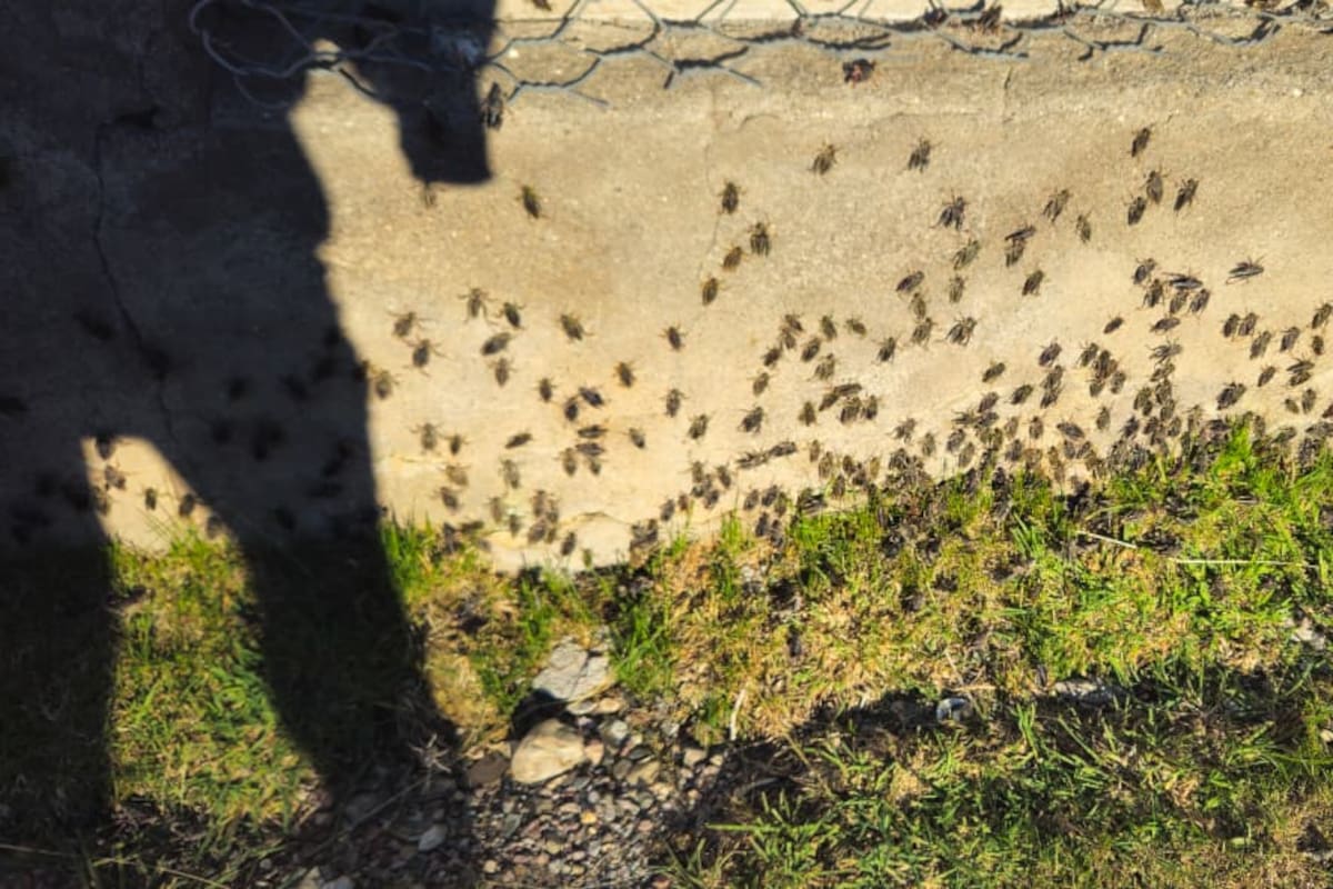 Una manga de la tucura sapo en el campo El Correntoso