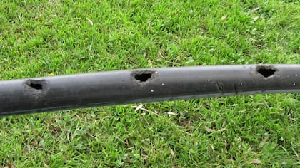 Una manguera de riego mordida por ardillas