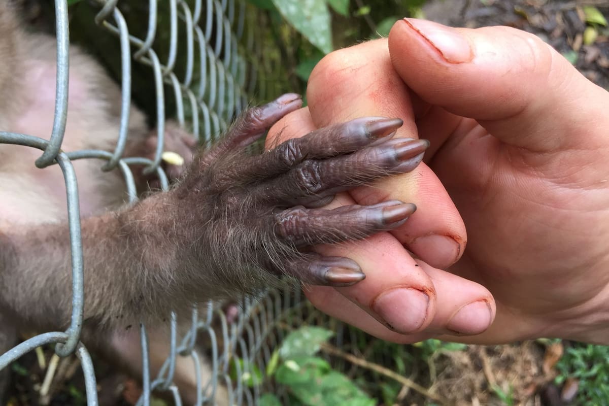 Una mano humana y la de un mono