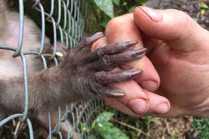 Una mano humana y la de un mono