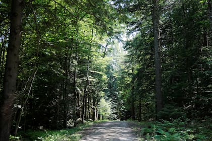 Los bosques de la propiedad, en New Hampshire