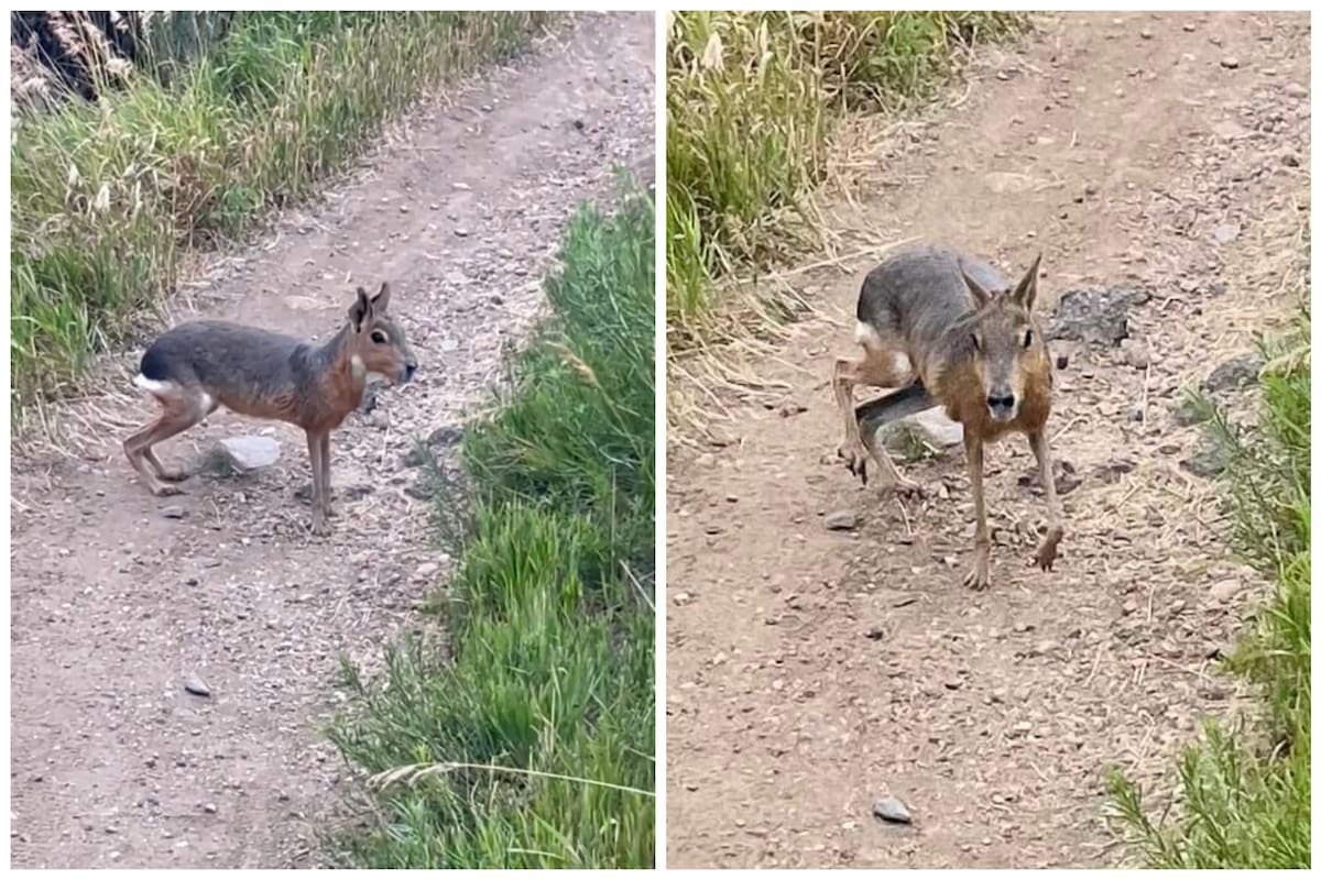 Una Mara patagónica fue vista en Colorado, Estados Unidos, lejos de su zona de hábitat