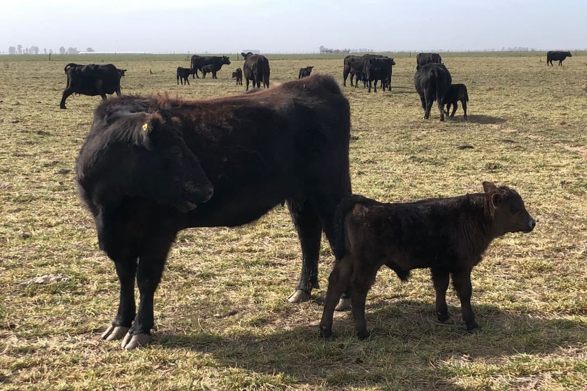 Una marca de la sequía. Sin pasto en Carlos Tejedor