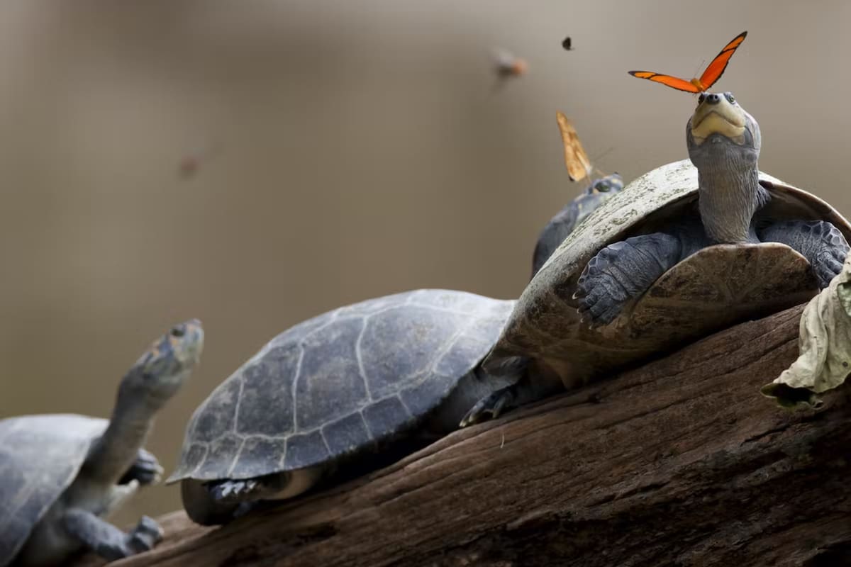 Una mariposa alimentándose de las lágrimas de una tortuga en Ecuador
