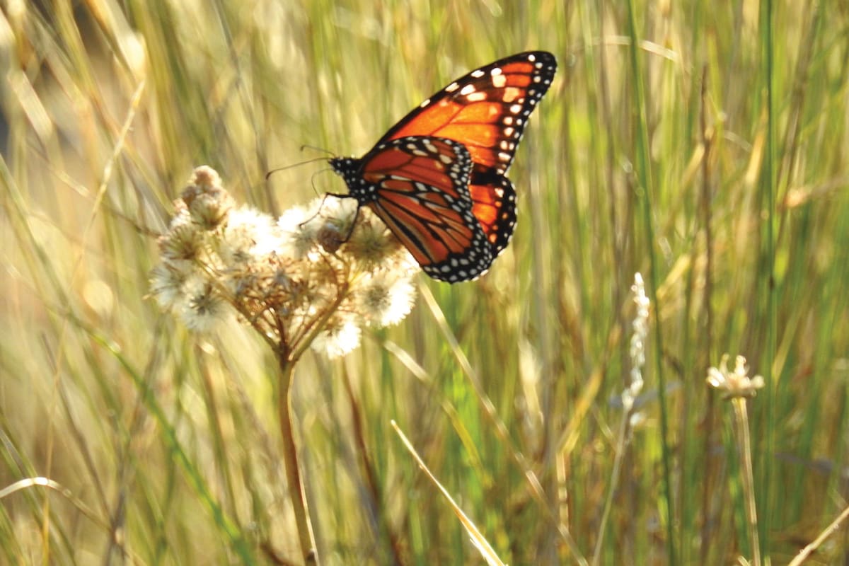Una mariposa en el esplendor del campo soleado