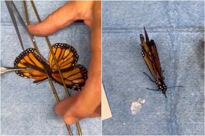 Una mariposa monarca pudo retomar el vuelo gracias a un trasplante recibido de un ejemplar donante en el Sweetbriar Nature Center