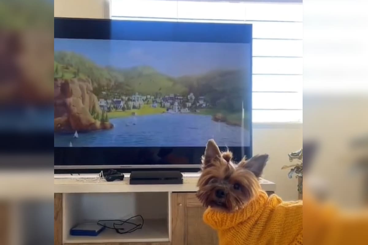 Una mascota se llevó todos los aplausos en las redes sociales (Captura video)