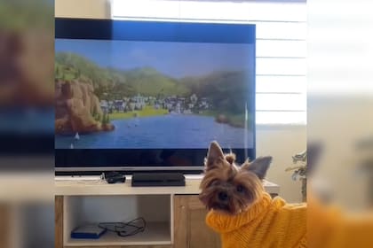 Una mascota se llevó todos los aplausos en las redes sociales (Captura video)