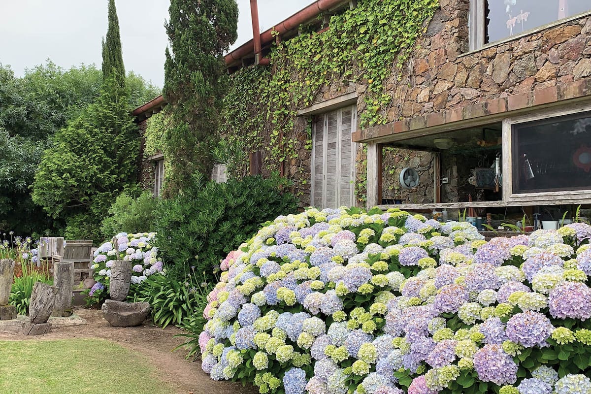 Hortensia, de nombre científico Hydrangea macrophylla. Es originaria de Japón y es la especie más difundida y más cultivada.