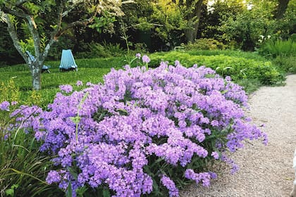 Una mata de Verbena rigida le da color a este espacio habitado por un añoso naranjo.