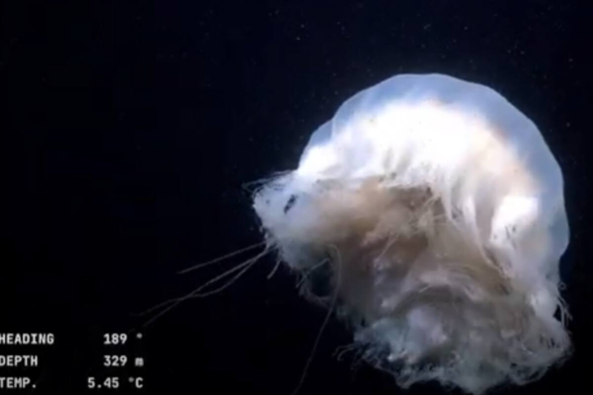 Una medusa hallada durante el stream del miércoles del Servicio de Hidrografía Naval y el Schmidt Ocean Institute