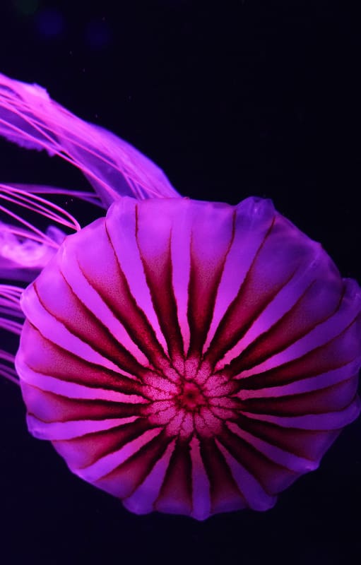 Una medusa ortiga japonesa en el Jellyfish Museum