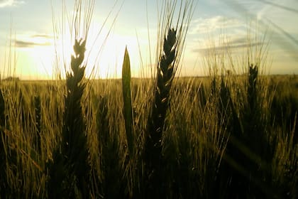 Una menor producción en Australia podría mejorar el escenario de precios para el trigo en el primer trimestre de 2024