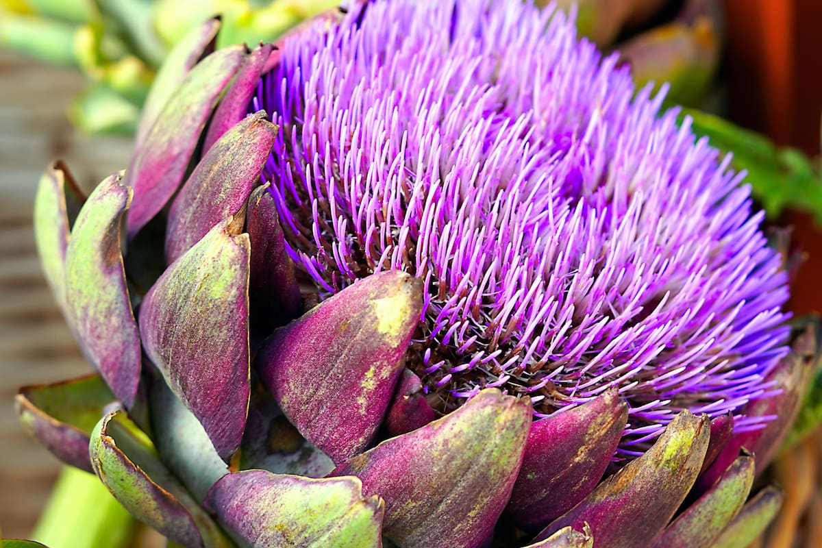 Una microbiota intestinal equilibrada contribuye a prevenir enfermedades inflamatorias