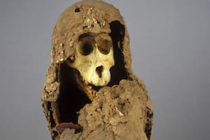 Una momia de babuino revela la ubicación exacta de una ciudad perdida en África