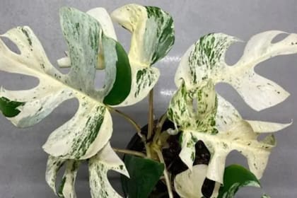 Una monstera alcanzó un exorbitante precio en un sitio de subastas en Nueva Zelanda, en el que se terminó vendiendo por unos 19.224 dólares
