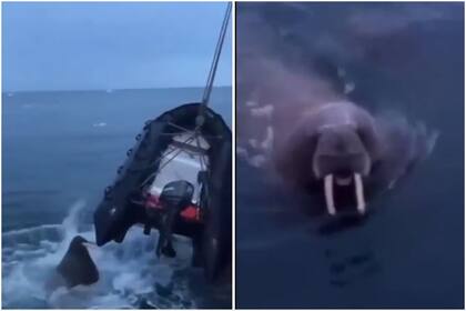 Una morsa atacó una embarcación en medio del mar y causó temor entre los presentes