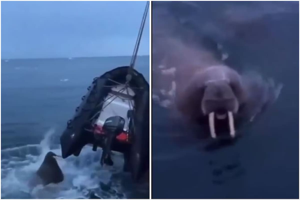 Una morsa atacó una embarcación en medio del mar y causó temor entre los presentes
