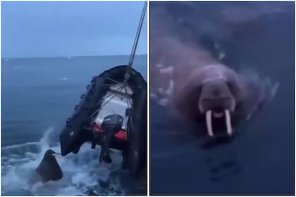 Una morsa atacó una embarcación en medio del mar y causó temor entre los presentes