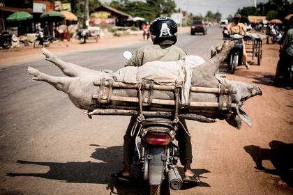 Una moto carga un chancho.