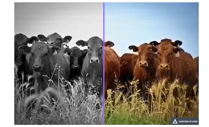Una muestra de Algorithmia, un sitio que permite colorear de forma rápida y simple una foto en blanco y negro