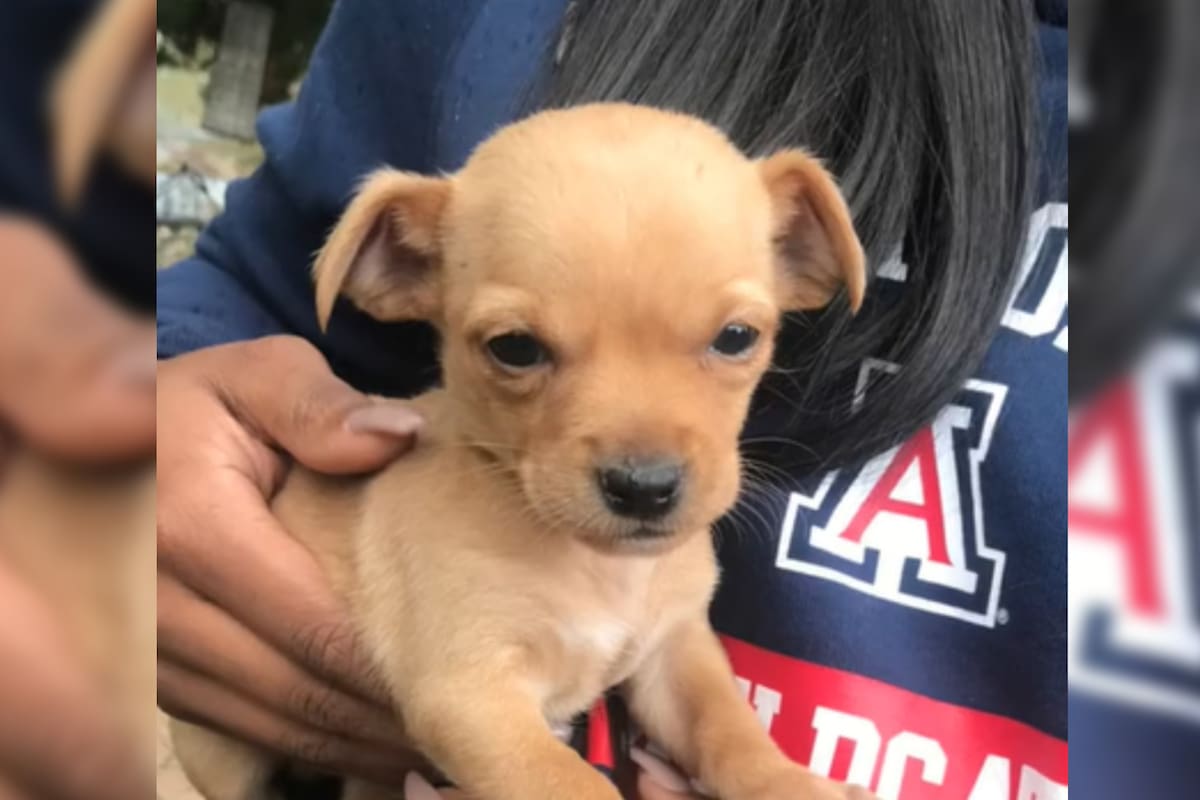 Una mujer adoptó a un cachorrito y se llevó una gran sorpresa (Captura video)