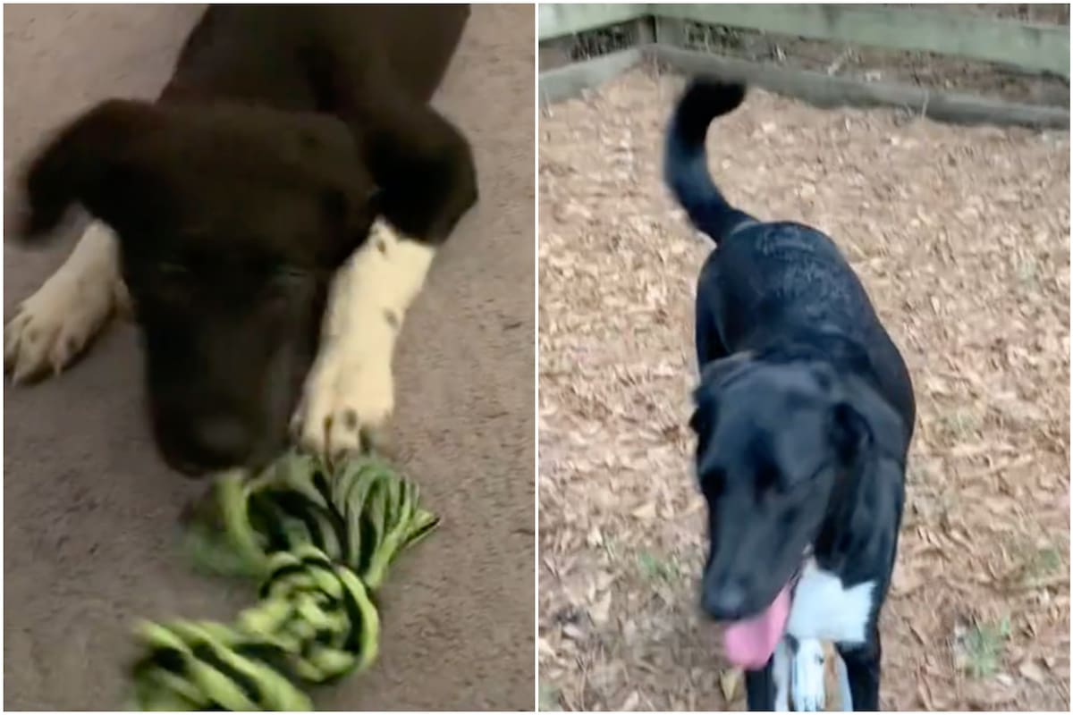 Una mujer adoptó un perro que resultó ser una mezcla de muchas razas