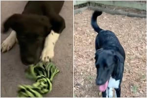 Una mujer adoptó un perro que resultó ser una mezcla de muchas razas