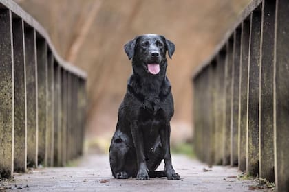 Una mujer adoptó un perro que resultó ser una mezcla de muchas razas