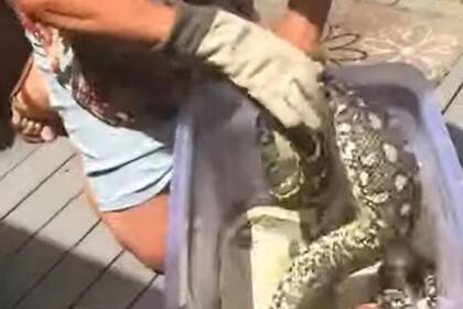 Una mujer atrapó a una pitón