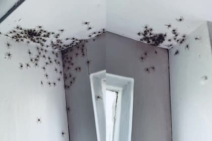 Una mujer australiana entró al cuarto de su hija y encontró casi 100 arañas