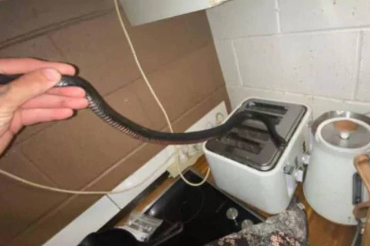 Una mujer australiana estaba preparando el desayuno en la cocina de su casa y encontró una serpiente venenosa